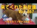 来てくれたお友達　Vol.667　1387 【ペキニーズ サマーカット】