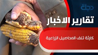 مجلس عزاء في كركوك على تلف الالاف من أطنان الذرة الصفراء