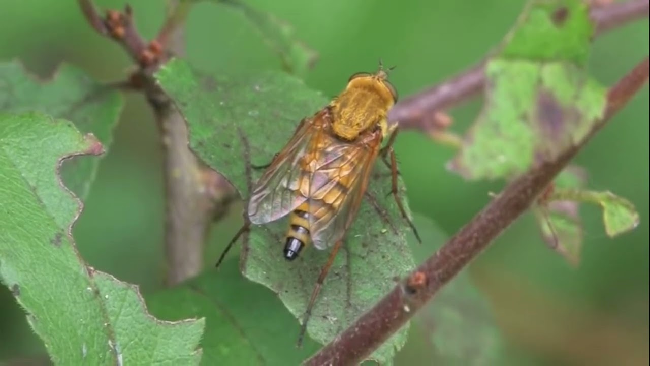 "Stiletto Flies: Nature's Stealthy Predators"