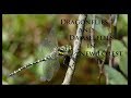 Dragonflies and damselflies in new forest ii