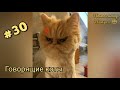 Говорящие коты! Лучшая подборка #30 😻😺😻