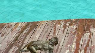 Обезьяны плавают. Хайнань. Санья. Остров обезьян. Hainan Sanya. Monkey's island. Swim. 海南 三亚 。猴子在游泳。