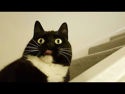 CATS who think they are DOGS! - Proper LAUGHING SESSION for you :)