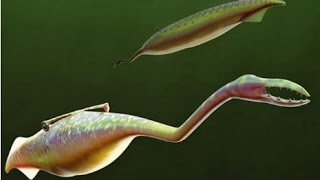 古代生物 3億年前に海底で生きていた タリーモンスター の姿が最新技術によって判明 Youtube 古代生物 3億年前に海底で生きていた タリーモンスター の姿が最新技術によって判明 Youtube