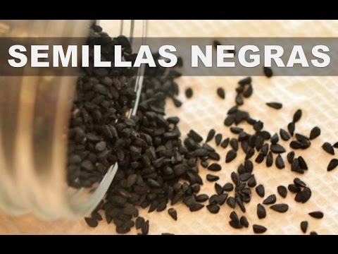 Video: Información sobre semillas de girasol de aceite negro y plantas de girasol de semilla negra