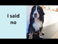 Cute bernese dog does not want to have a bath and does everything to avoid it