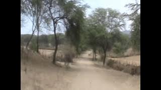 FORASTERITA ESCALA TROPICAL