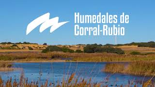 Humedales de Corral-Rubio