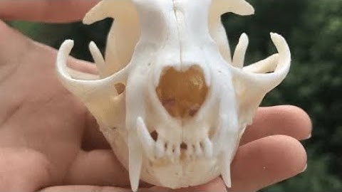 Radiocarbon and Carbon Dioxide | Science Summarised