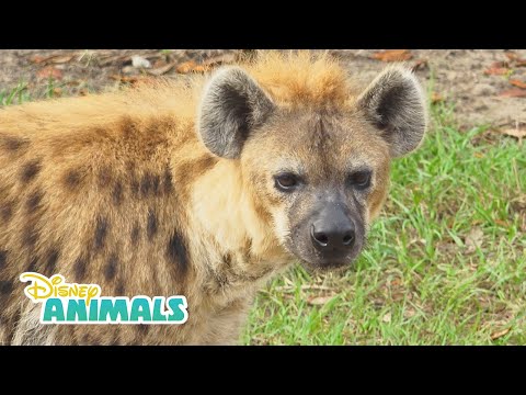 Hyenas! | Disney Animals | Disney Junior