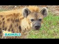 Hyenas  disney animals  disney junior