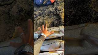 Só Robalão Na Pescaria Nas Pedras