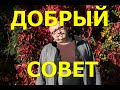 Добрый Совет.Бархатцы.Семена.Огород Баварский.