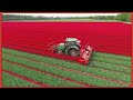 देखिये इतने बड़े खेत से फूल की Harvesting कैसे हो रही है Flowers Farming Machines & Factory Process