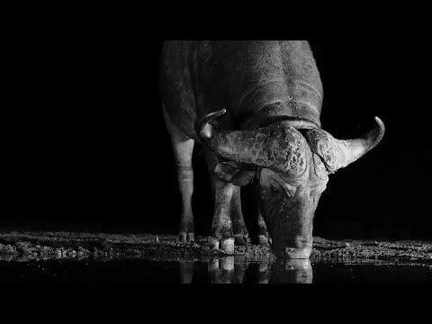 ⁣How Tough is the African Buffalo? | Nature | BBC Earth
