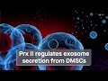 Peroxiredoxin II regulates exosome secretion from dermal mesenchymal stem cells via ISGylation