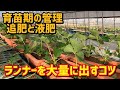 「いちご栽培 いちご農家」育苗期の追肥と液肥について ランナーを大量に出すコツご紹介