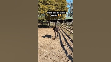 Morgan Horse Cantering In The Paddock 🐎😍 #shorts