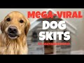 Best aguyandagolden megaviral dog skits