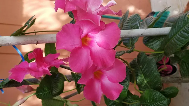 Alice dupont Mandevilla