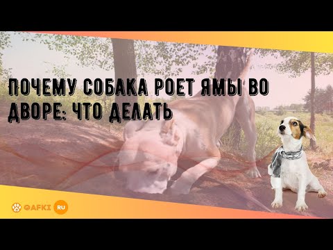 Почему собака роет ямы во дворе: что делать