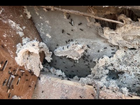 Video: Spiser maur planter?