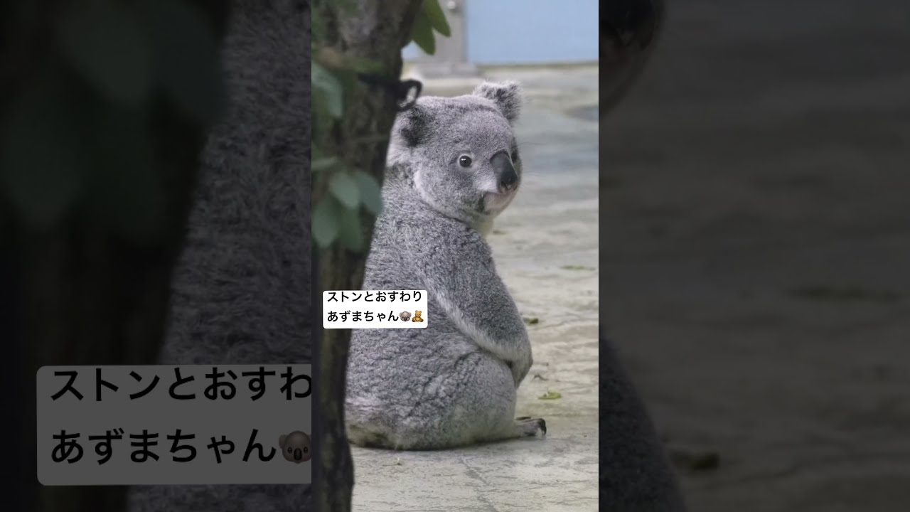 koala-log] おすわりあずまちゃん🧸🐨🍠 #koala #cute #fluffy