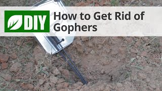 How to Get Rid of Gophers 