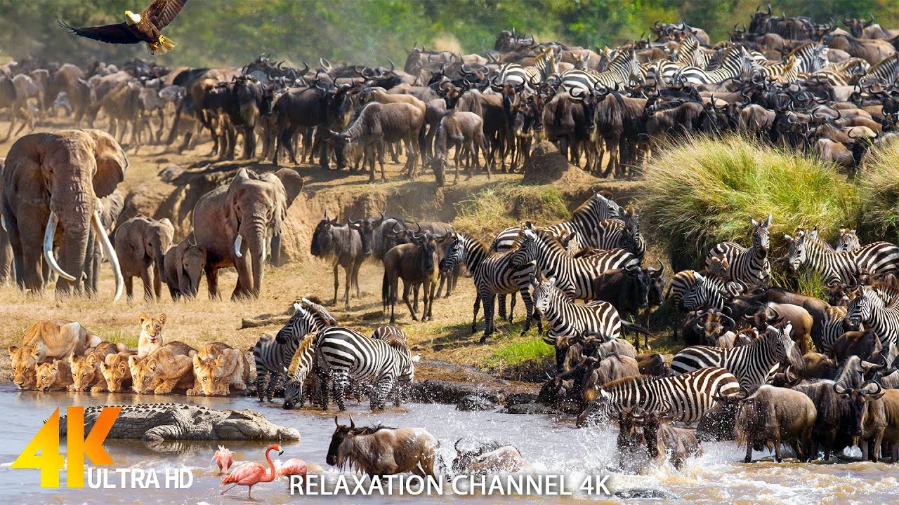 Watch Relaxation Channel 4K : Makgadikgadi Pans National Park , Botswana - Wildlife Movies with Music on YouTube Watch Relaxation Channel 4K : Makgadikgadi Pans National Park , Botswana - Wildlife Movies with Music on YouTube