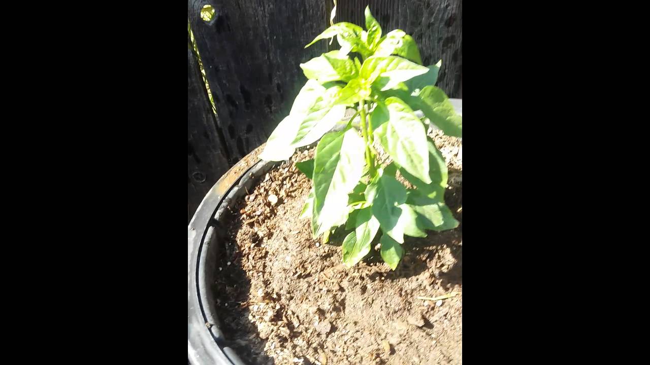 San gustin del pulque 2016