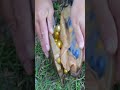Girl collects pearls by hand # Freshwater pearls # Super pearls # Clam shells # Clams # Skirts#