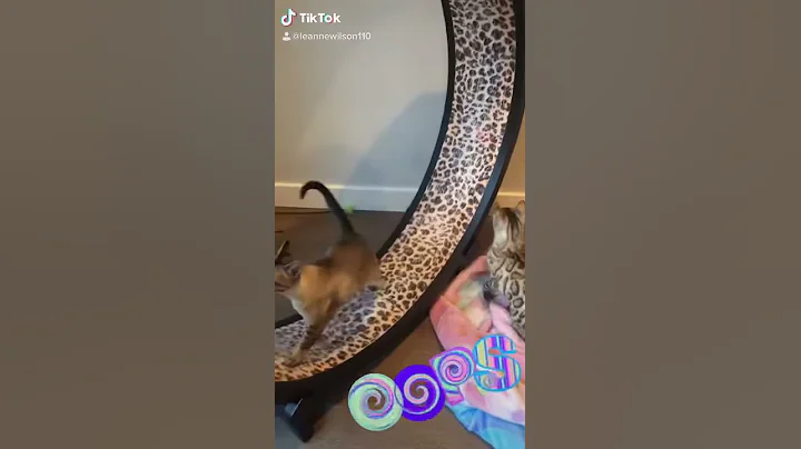 Watch the video about Cat wheel mishap. Savannah vs Bengal. Cats gone wild!