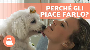 Quando il cane da i baci?