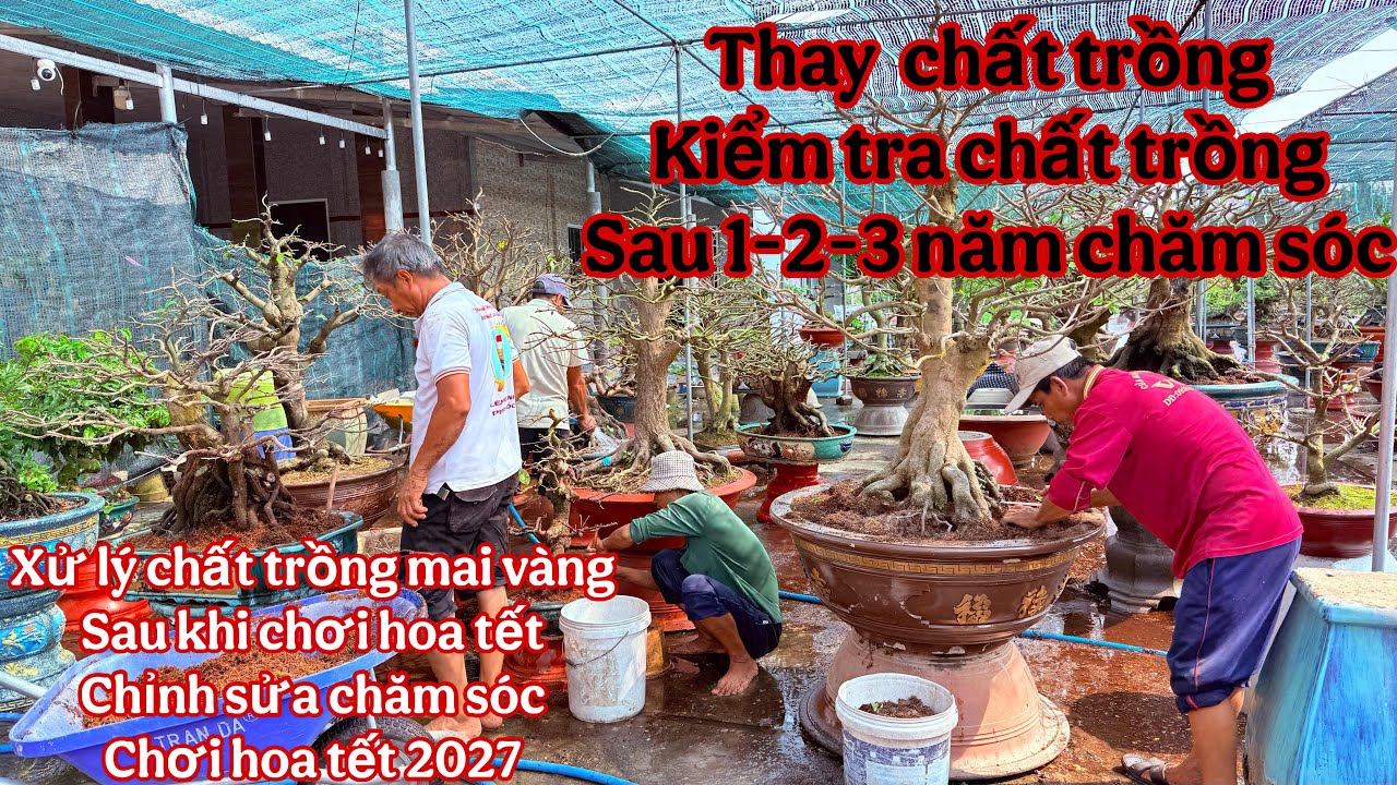 thay chất trồng cho mai vàng sau khi chơi tết , xử lý mai vàng sau khi chơi tết