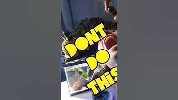 Fun Fact About Mystery Snails: Did You Know You Could Feed Mystery Snails Outside Your Aquarium?