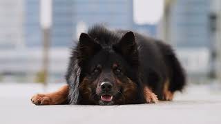Chodský pes Drajf, 6 years | dog tricks