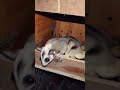 Sugar Glider সুগার গ্লাইডার #birds #shortvideo #bangla