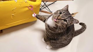 😂 LAUGH Non-Stop With These Funny Cats 😹 - Funniest Cats Expression Video 😇 - Funny Cats Life by Funny Cats Life 189,294 views 9 months ago 15 minutes