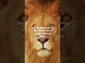 mottivation video # lion