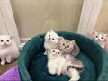 British Shorthair 5 Girls May2026 