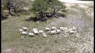 African Oryx in the Texas Hill Country