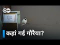 कहां गायब हो गई गोरैया [Birds help preserve the planet]