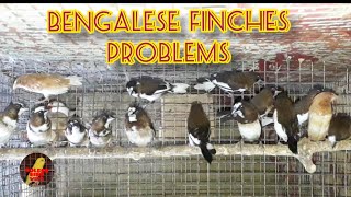 Bengalese finches common problem.বাঙালি ফিঞ্চ সাধারণ সমস্যা।Bāṅāli phiñca sādhāraṇa samasyā.