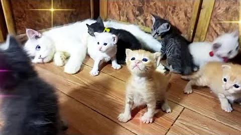 Video 10560961: persian cat kitten white, cat kitten adorable persian, persian cat kitten beautiful, persian cat kitten love, persian cat kitten cute, persian mom, kittens growing