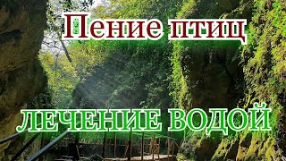 Звуки Природы Ручей Журчание Воды Пение Птиц Для Сна И Релакса. Лечебная Квантовая Матрица