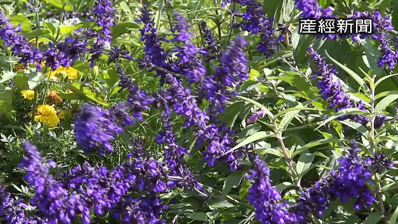 紫のじゅうたん セージの花が見ごろ Youtube