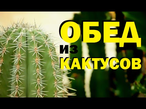 Галилео. Обед из кактусов