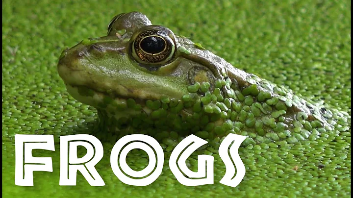 All About Frogs for Kids - Facts About Frogs and Toads for Children: FreeSchool - DayDayNews