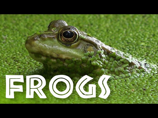 All About Frogs for Kids - Facts About Frogs and Toads for Children: FreeSchool class=