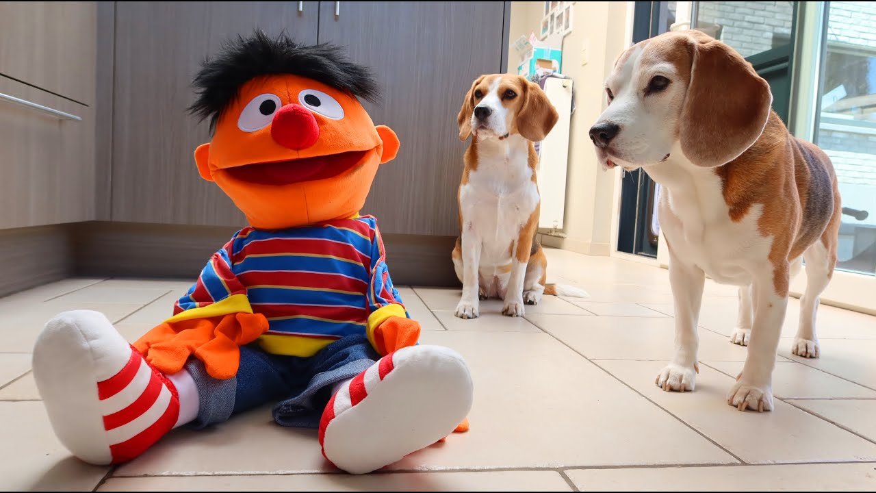 ⁣Dogs vs Ernie from Sesame Street : Funny Dogs Louie & Marie